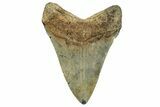 Fossil Megalodon Tooth - North Carolina #328834-1